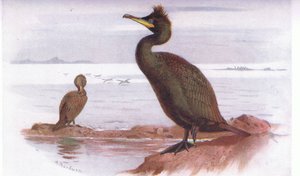 Shag
